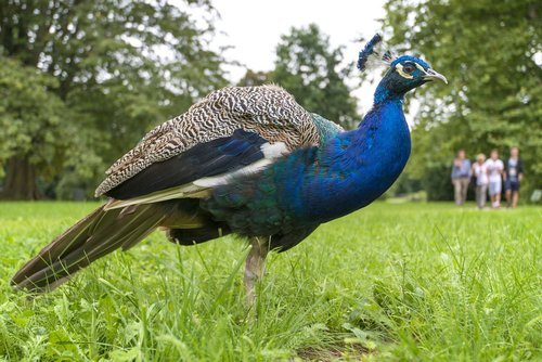 peacock  more perverse  bird