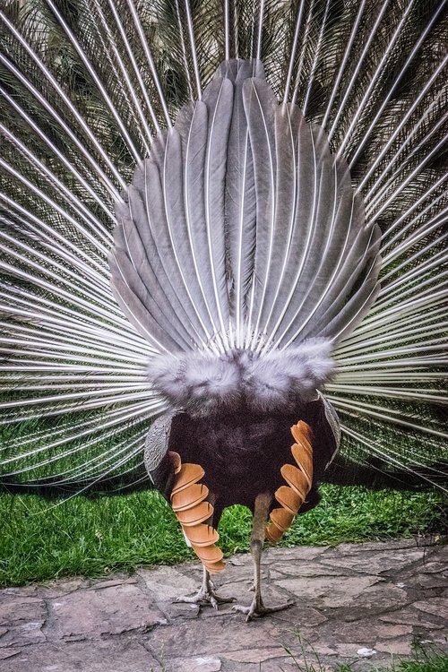 peacock  background  bird