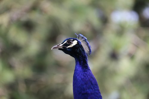 peacock  bird  head