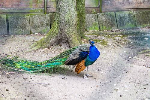 peacock  bird  barn