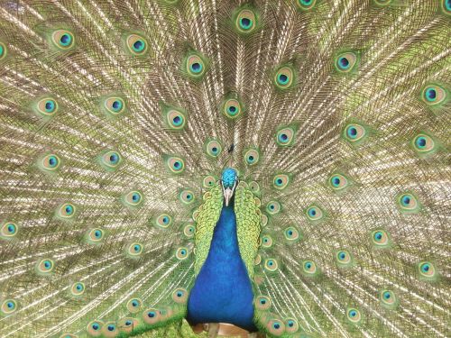 peacock feathers blue