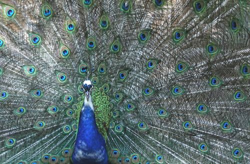 peacock four spot feather