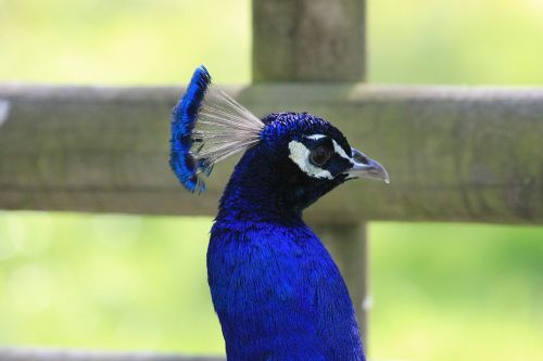 peacock bird animals