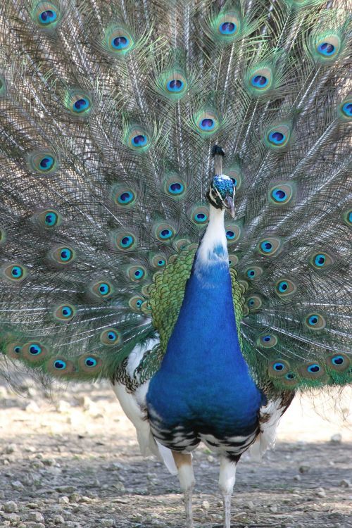 peacock bird nature