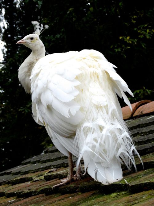 peacock white plumage