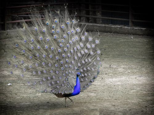bird peacock blue