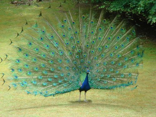 peacock tail feathers feathers