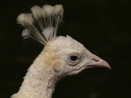 peacock bird white