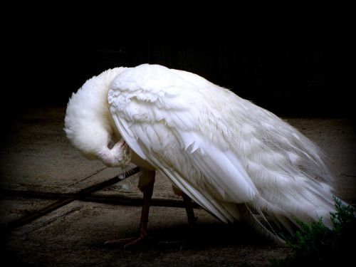 peacock white bird