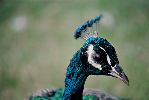 peacock head peafowl