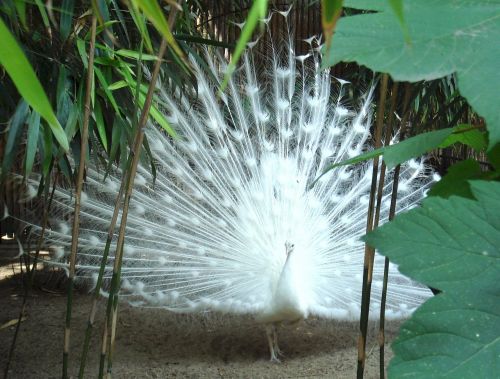 peacock white mutation