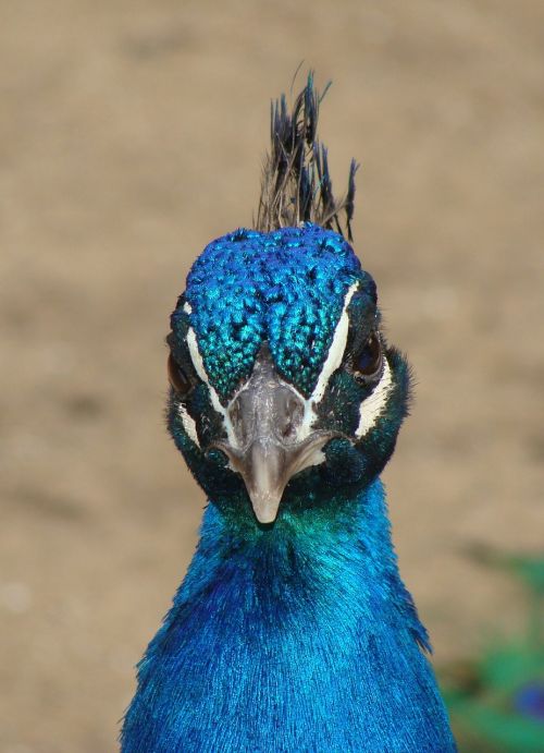peacock head plume