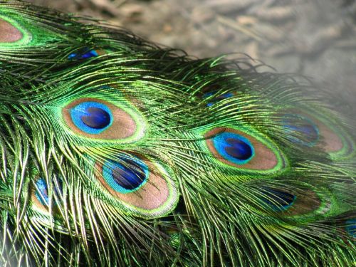 peacock feathers tail