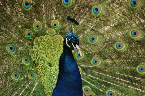 peacock bird feather