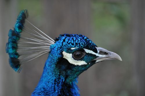 peacock peacock head blue