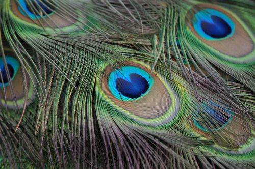 peacock peacock feathers plumage