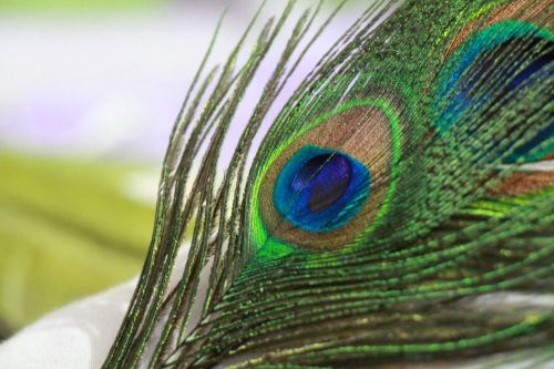 peacock feather bird