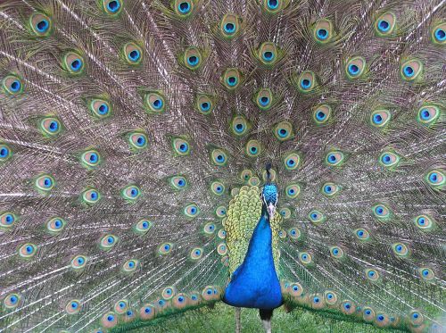 peacock fan tail