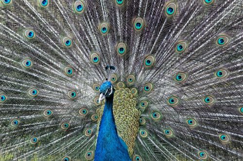 peacock wheel cock