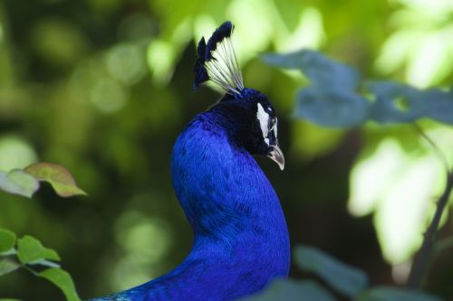 peacock birds fauna