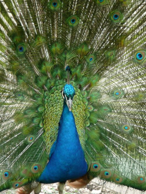 peacock bird pen