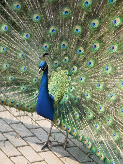 peacock male feather