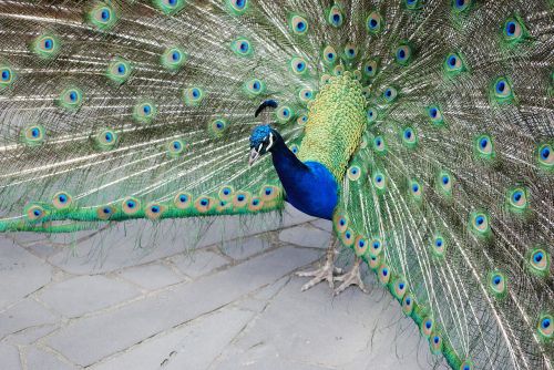 peacock nature bird