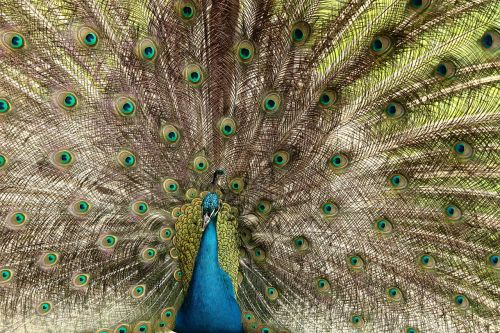 peacock bird peacock feathers