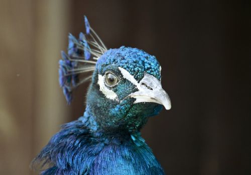 peacock bird animal