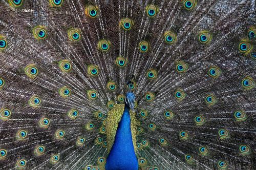 peacock bird feathers