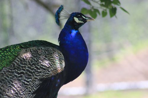 peacock bird exotic bird