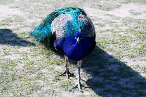 peacock animal bird