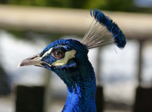 peacock animal head blue