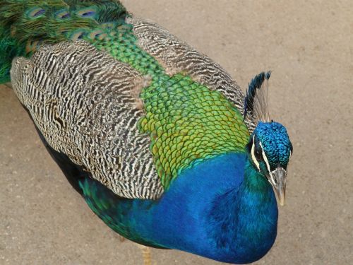 peacock blue asian peacock