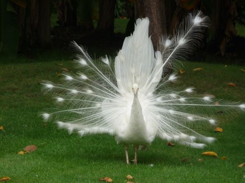 peacock white bird china