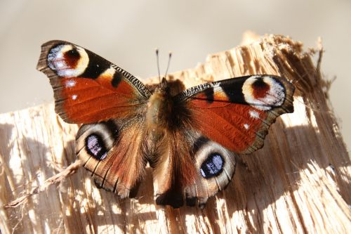 peacock butterfly close