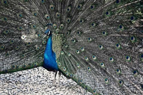 peacock animal nature