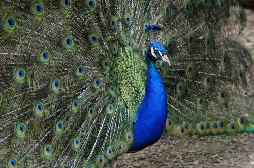 peacock beat rad peacock wheel