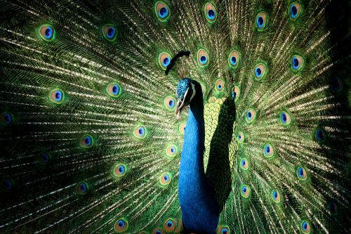 peacock colourful pretty