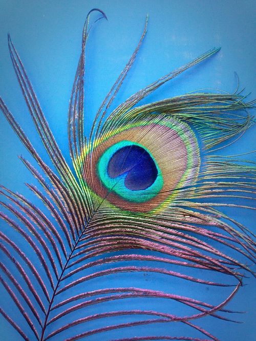 peacock feather blue