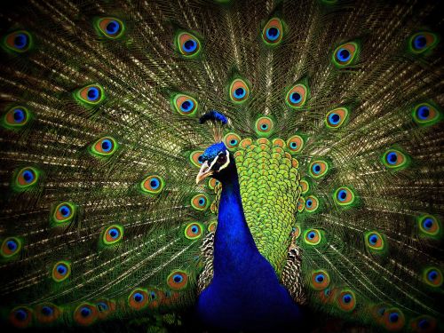 peacock close-up display