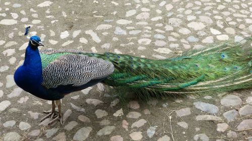 peacock nature bird