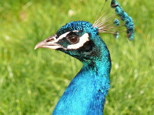 peacock peacock bird bird