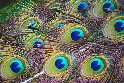 peacock feathers animal