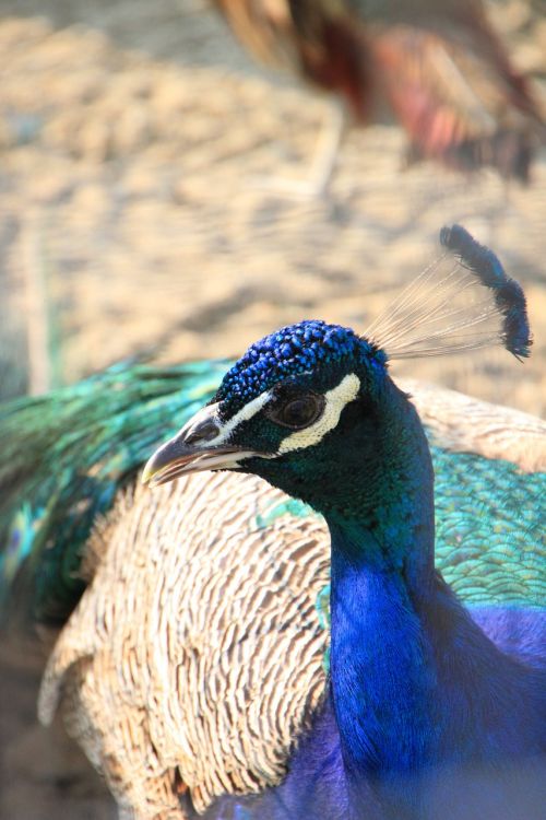 peacock birds colored