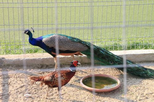 peacock colored birds