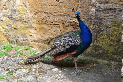 peacock bird fauna