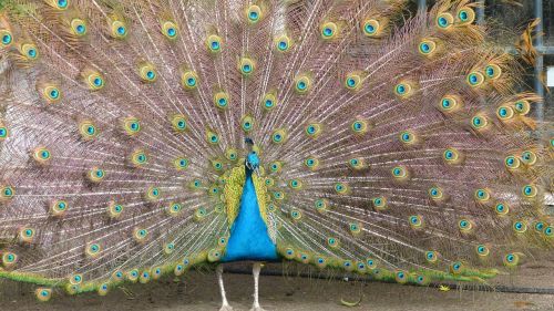 peacock wheel color