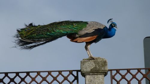 peacock fence beauty