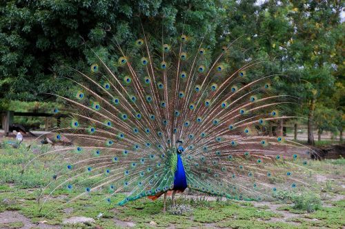 peacock wheel bird